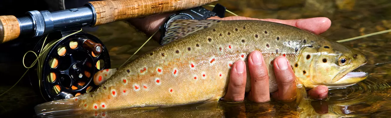 Kalastustarvikkeet 51