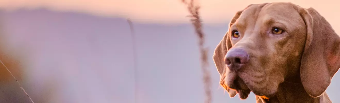 Lemmikkitarvikkeet 50