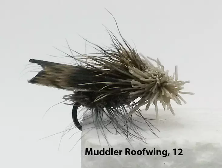 Sedge -pintaperho - Pintaperhot - E1010 - 1