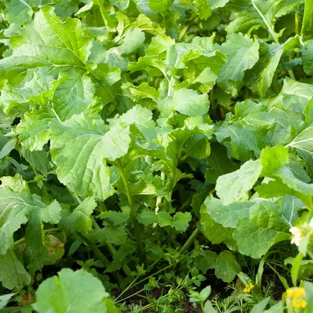 Tapio Rehurapsi 1kg Riistapeltosiemen - Riistan ruokinta - 6430061800501 - 1