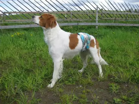 Uroskoiran merkkailusuoja Citycamo - Merkkaussuojat - smkp_merkkauss_1 - 1