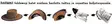 Barmah lierihattu - Hatut - 824805000221 - 3