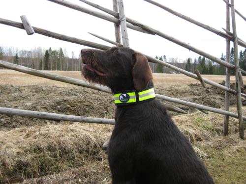 Huomiopanta Keltainen - Kaulapannat - smkp_huompanta_1 - 1