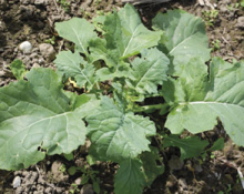 Tapio Rehurapsi 1kg Riistapeltosiemen - Riistan ruokinta - 6430061800501 - 1