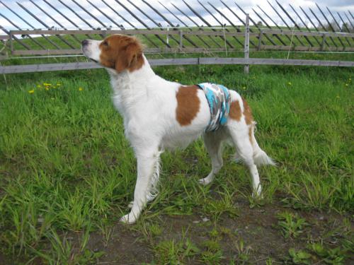 Uroskoiran merkkailusuoja Citycamo - Merkkaussuojat - smkp_merkkauss_1 - 1