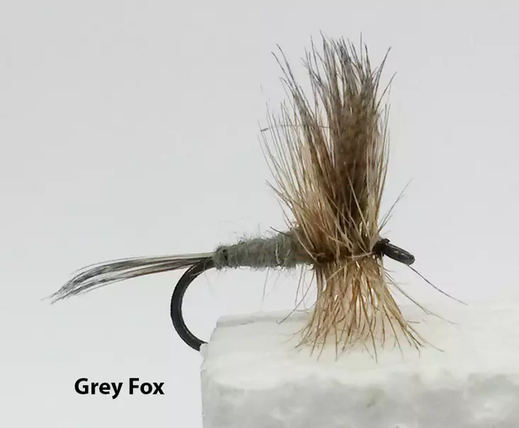 Grey Fox -pintaperho, koko 12 - Pintaperhot - grey-fox-12 - 2