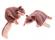 Pehmolelu Liito-orava 20cm - Lapsille - 6430018772844 - 1