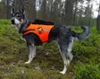 KarDog Jehu kelluttava GPS-huomioliivi - GPS Liivit - 6430067781804 - 1