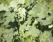 Tapio Rehukaali 1kg Riistapeltosiemen - Riistan ruokinta - 6430061800495 - 1