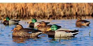 Sorsakaave HotBuy II - Sorsan Metsästykseen - hotbuy-6plus6 - 2