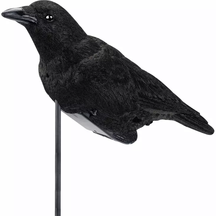 Variskaave Raakkuva Varis - Haittalintujen Metsästykseen - 605093692097 - 1