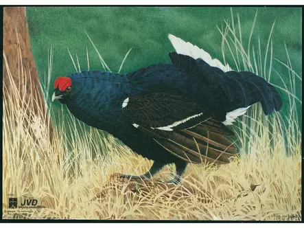 Jousiammuntataulu JVD Teeri - Maalitaulut - jvd-teeri-102829 - 1