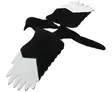 Live Magpie Harakka erillisillä siivillä - Haittalintujen Metsästykseen - siipiharakka - 1