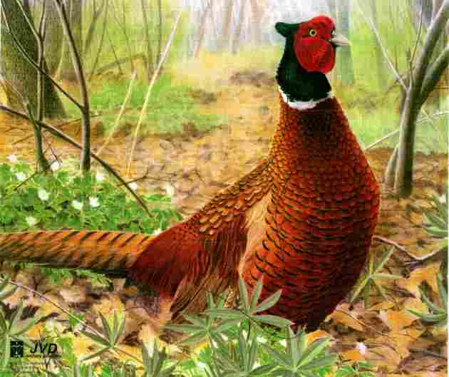 Jousiammuntataulu JVD - Maalitaulut - jvdfasaani - 1