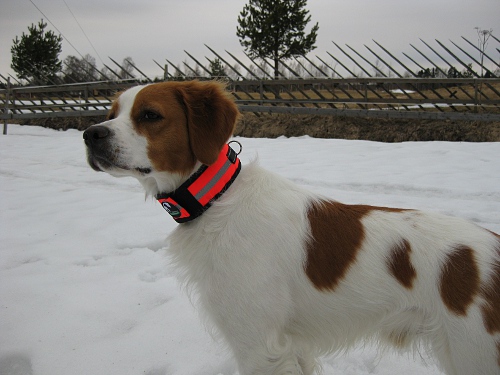 Huomiopanta Punainen - Kaulapannat - smkp_huompanta_1_p - 1