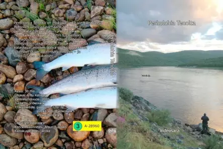 Perholohia Tenolta - Kalastuselokuvat - vspt - 1