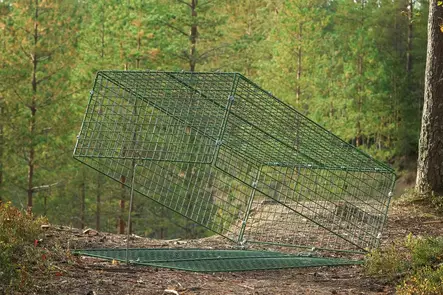 Jalmarin loukku, kettu, supikoira, m=C3=A4yr=C3=A4 - Elävänä pyytävät - jalmarin-kanu - 2